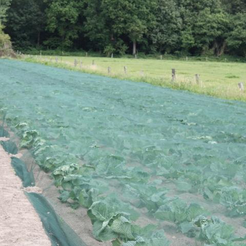Rovasac beschermnet afdekking voor sla/kolen GMO-steun, milieuvriendelijk